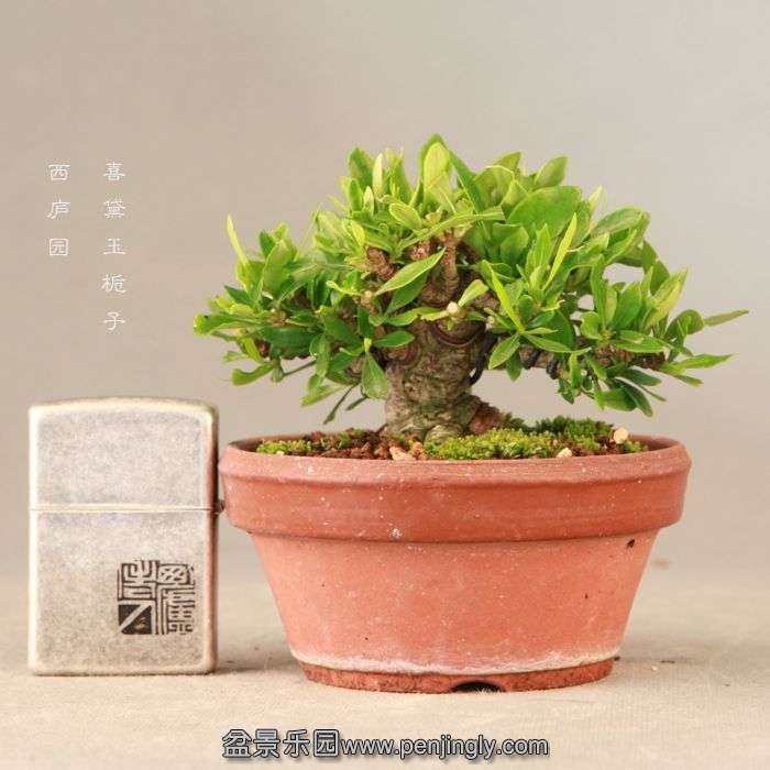 bonsai14072313.jpg