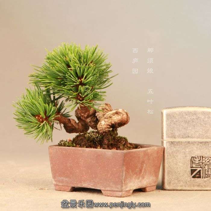 bonsai14072315.jpg