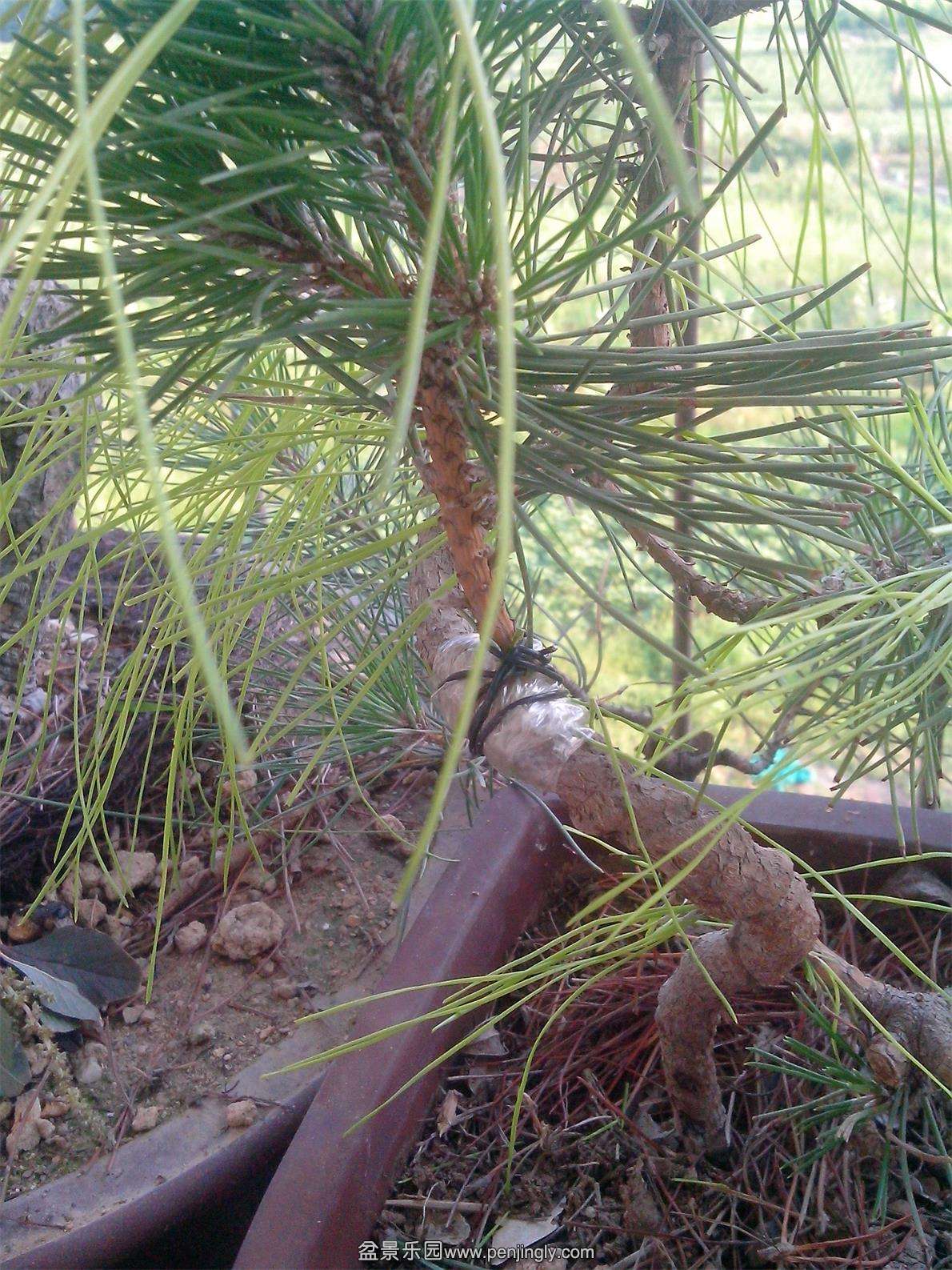 IMG20140725001.jpg