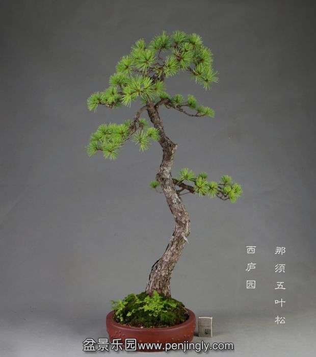 bonsai14072408.jpg