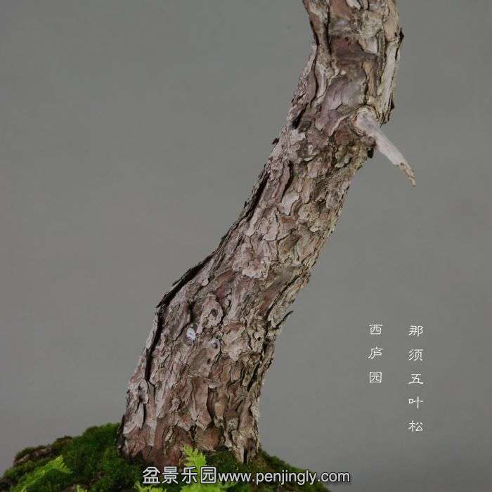 bonsai14072409.jpg