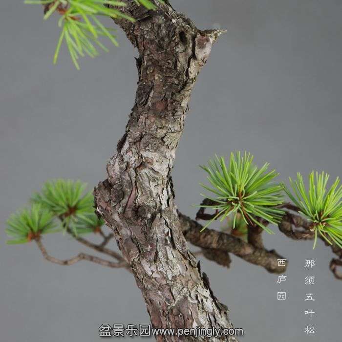 bonsai14072410.jpg