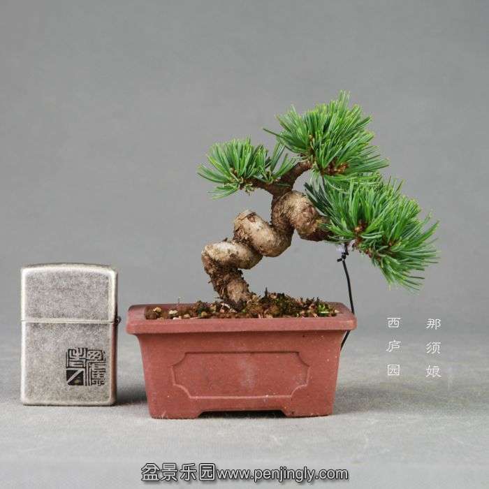 bonsai14072412.jpg