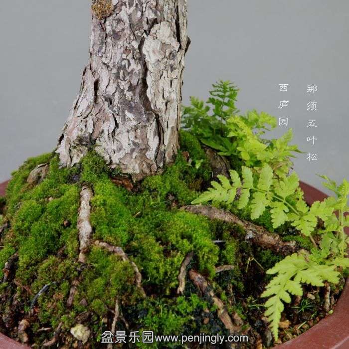 bonsai14072411.jpg