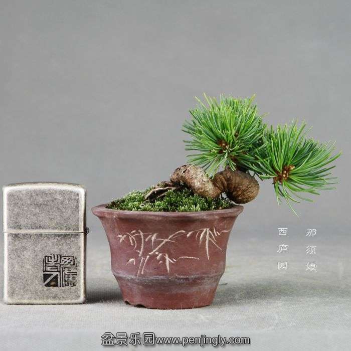 bonsai14072415.jpg