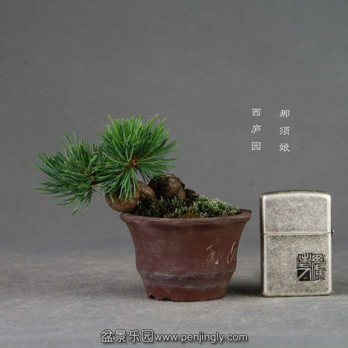 bonsai14072414.jpg