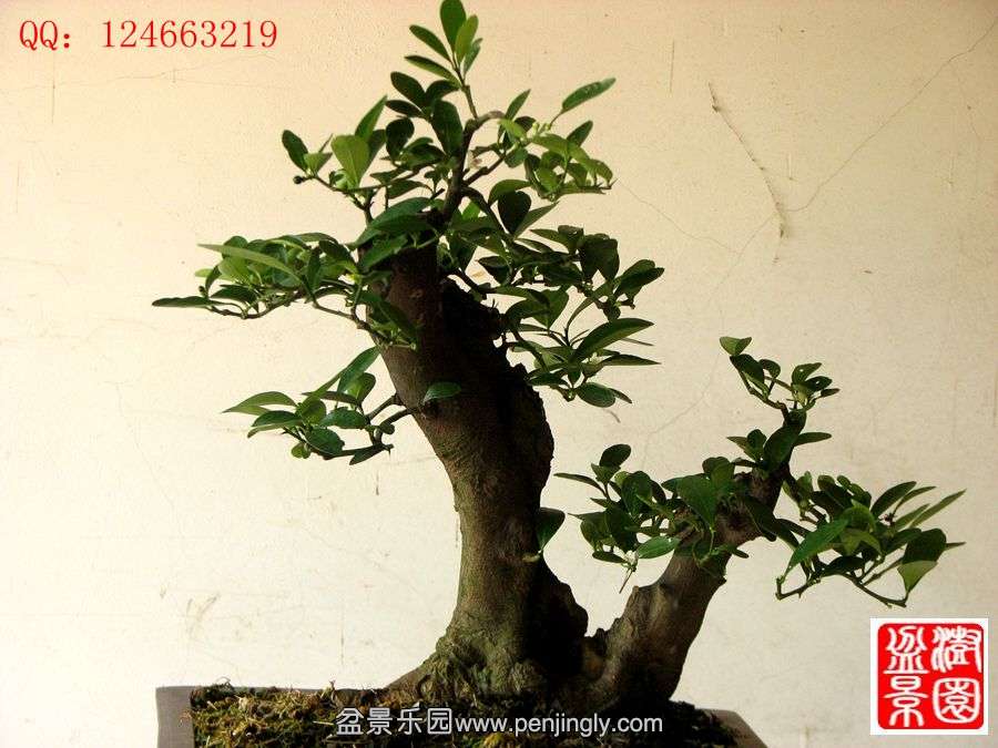 IMG_1857_.jpg