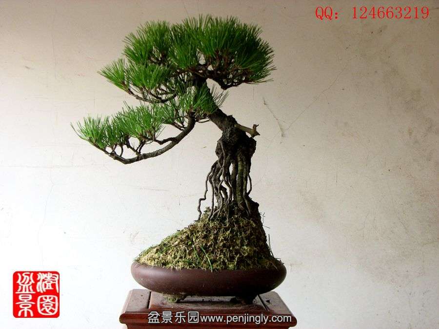 IMG_1868_.jpg