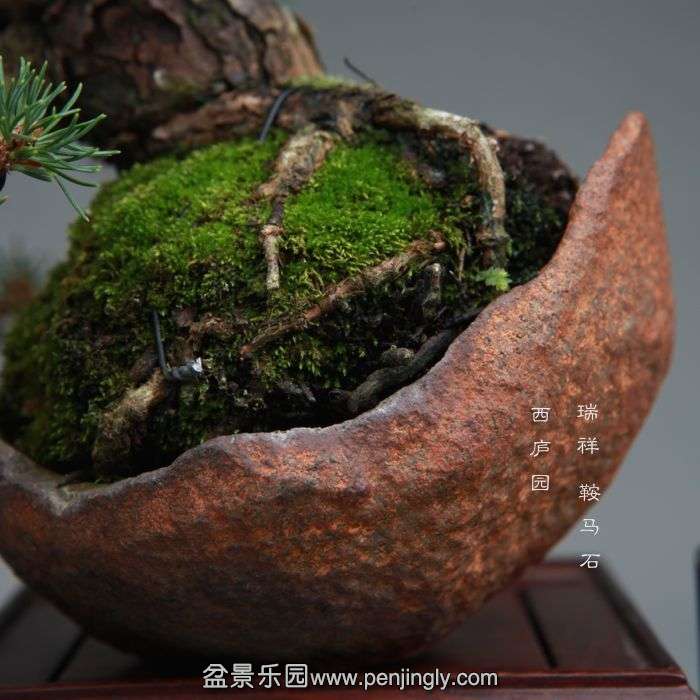 bonsai1407283.jpg