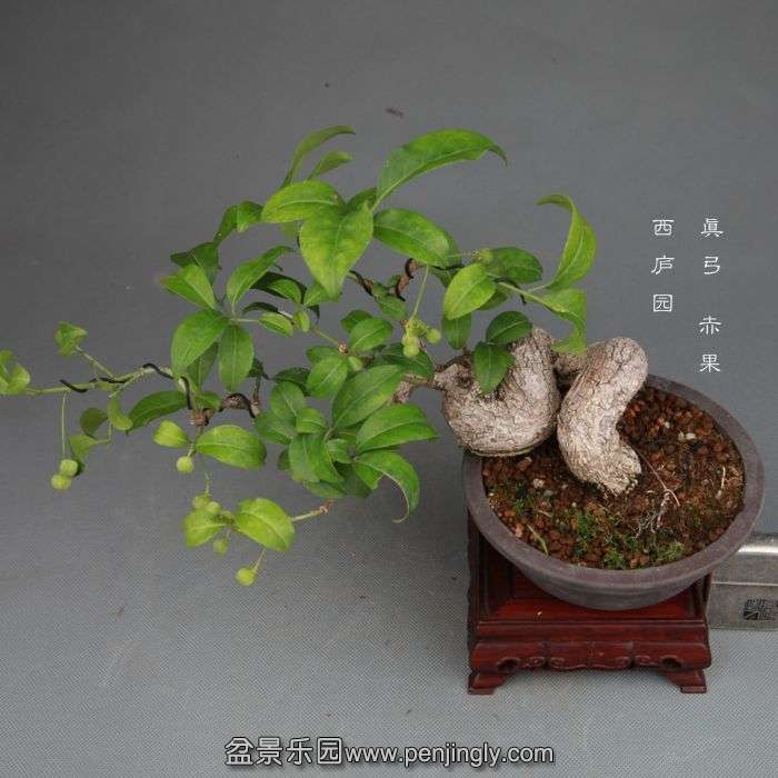 bonsai1407285.jpg