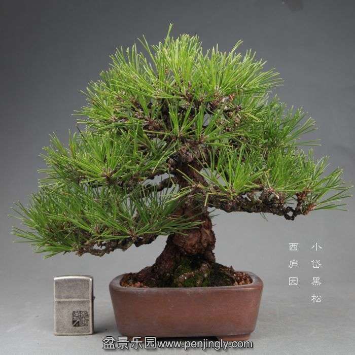 bonsai140730B01.jpg