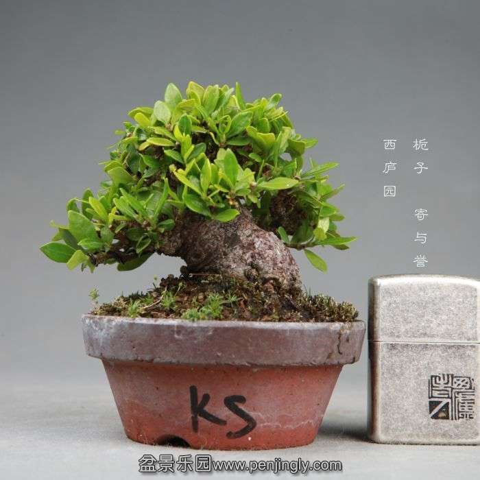 bonsai140730B03.jpg