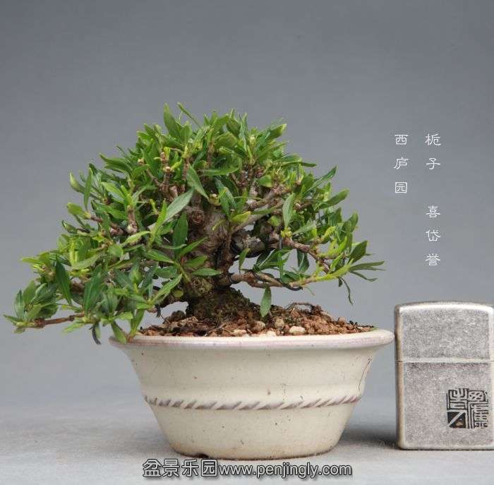 bonsai140730B05.jpg