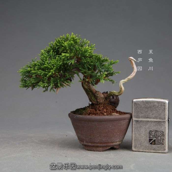 bonsai140730B07.jpg