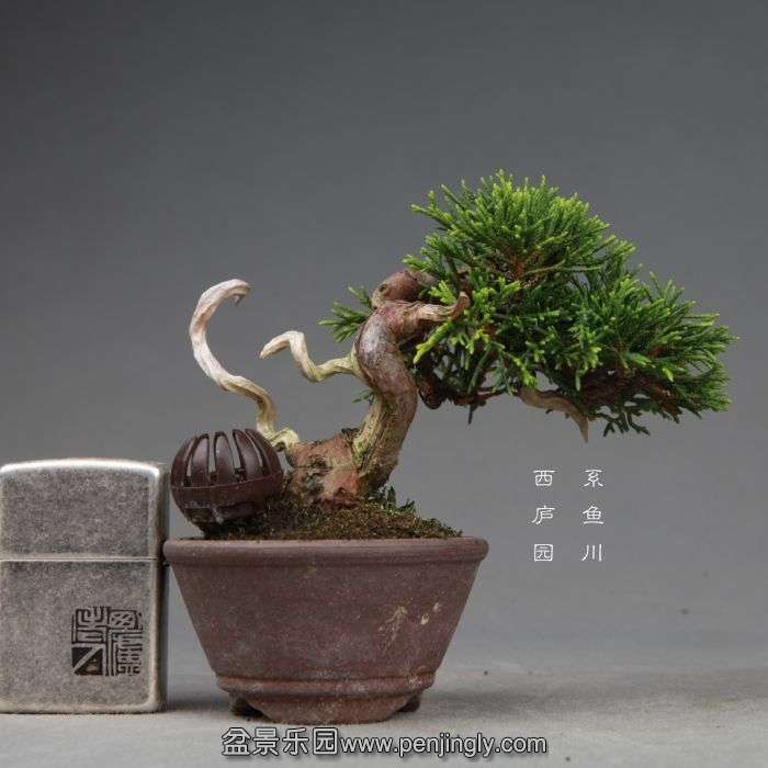 bonsai140730B08.jpg