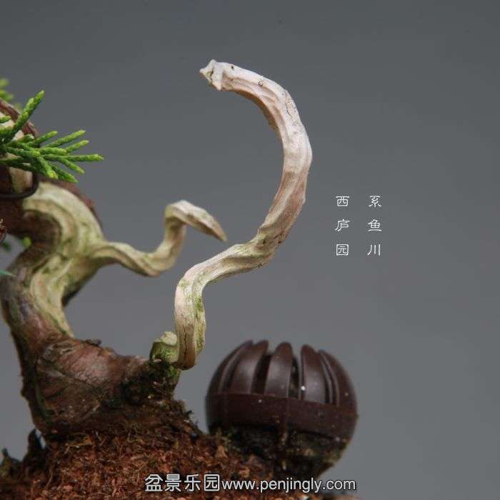 bonsai140730B09.jpg