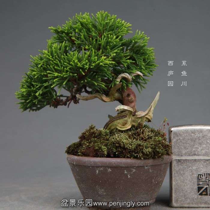 bonsai140730B10.jpg