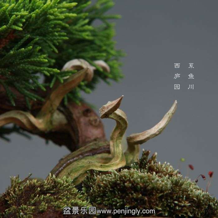 bonsai140730B12.jpg