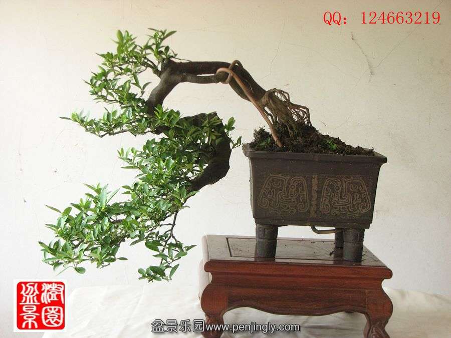IMG_1884_.jpg