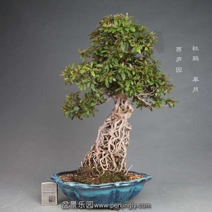 bonsai1408041.jpg