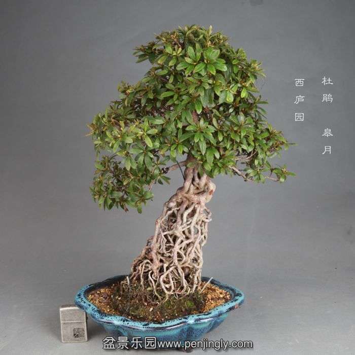 bonsai1408042.jpg