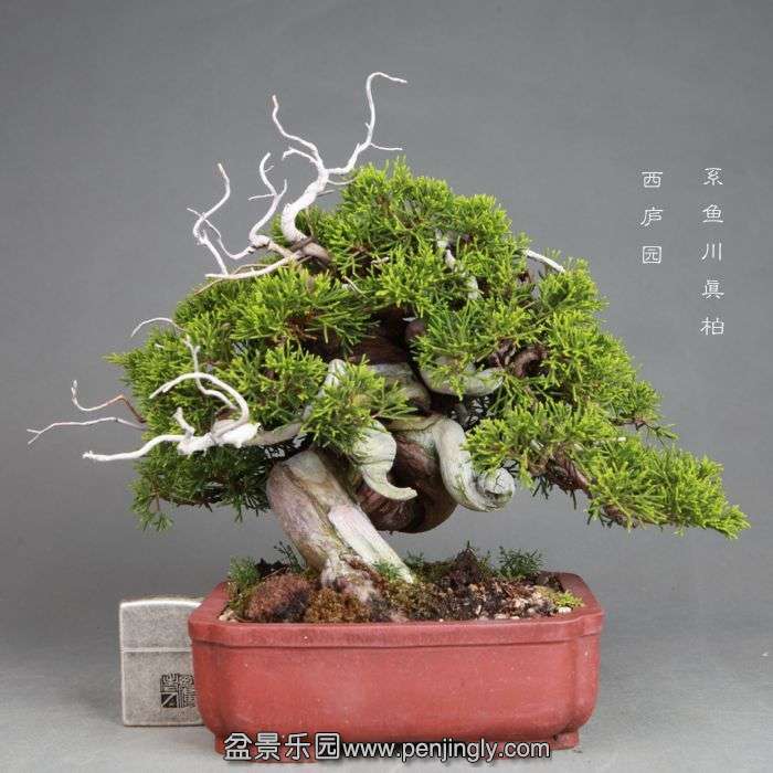 bonsai1408043.jpg