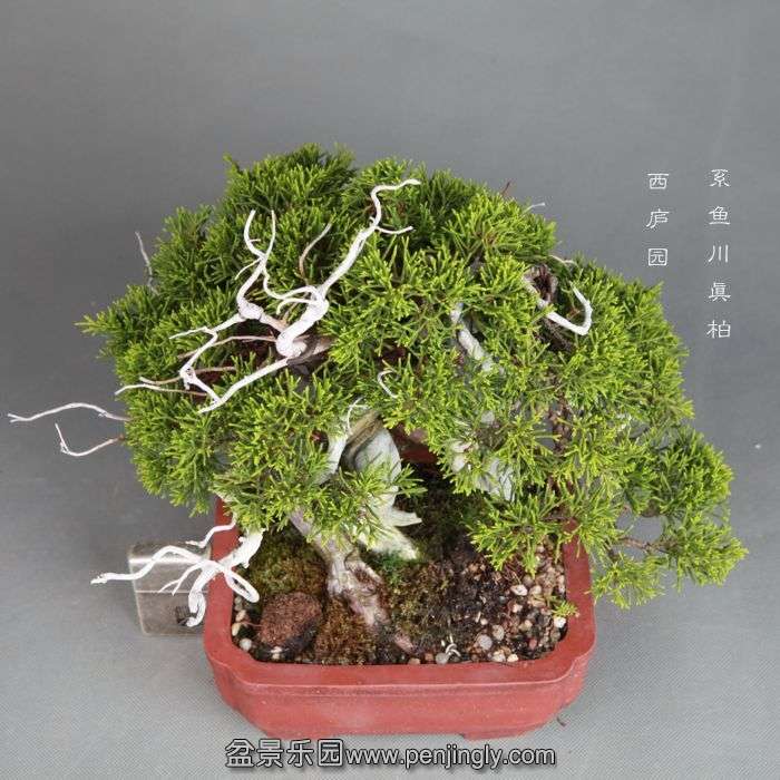 bonsai1408044.jpg