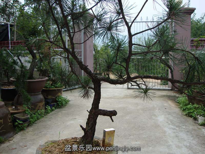 DSC01211_.jpg