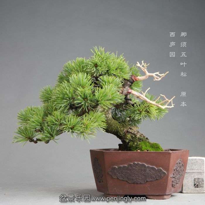 bonsai1408081.jpg