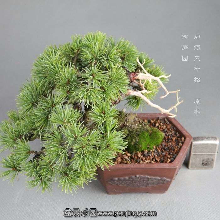 bonsai1408082.jpg