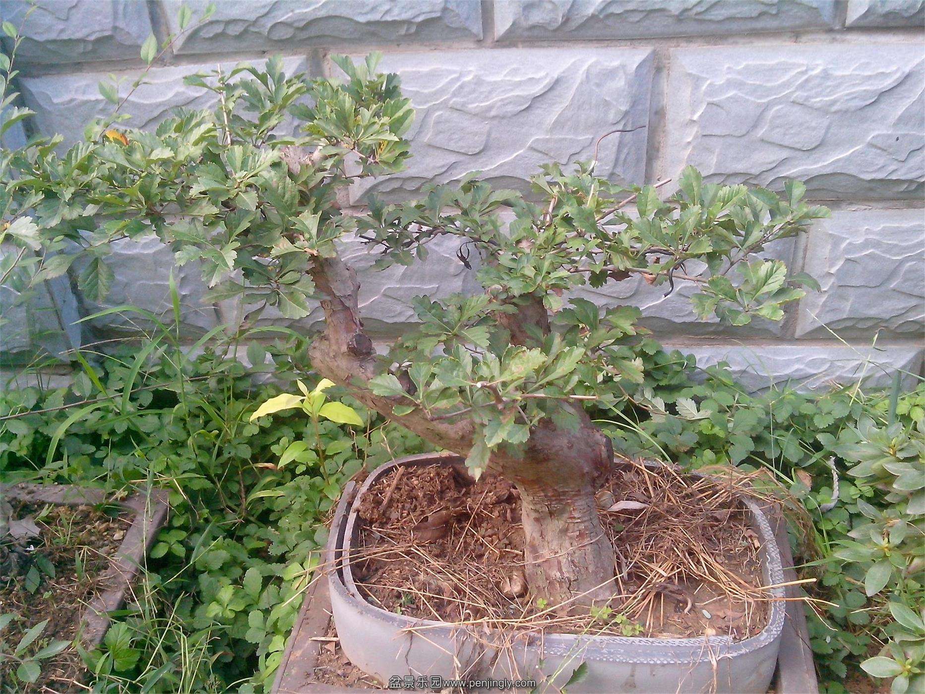 IMG20140813003.jpg