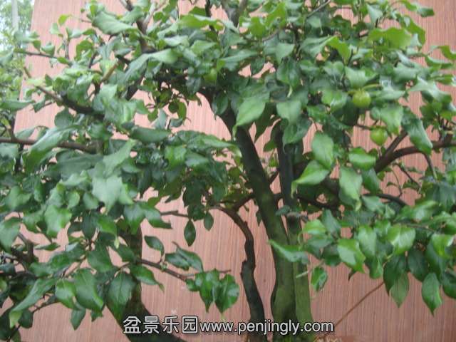 DSC05100.JPG
