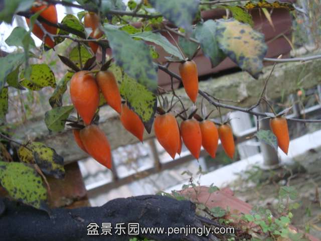 DSC03706.JPG