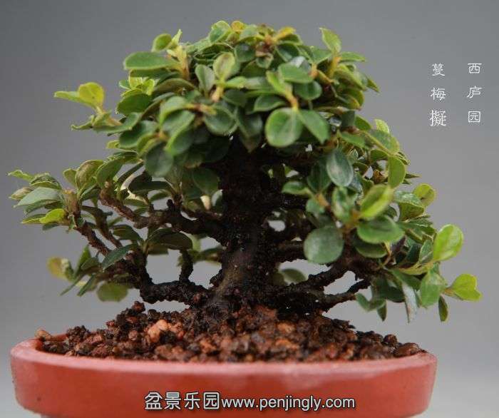 bonsai14082008.jpg