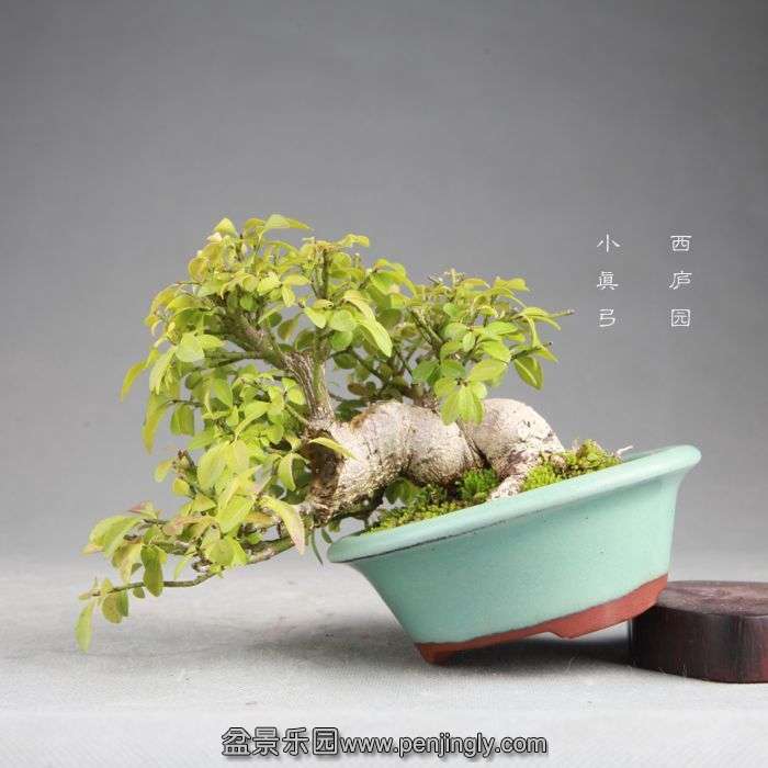 bonsai14082011.jpg