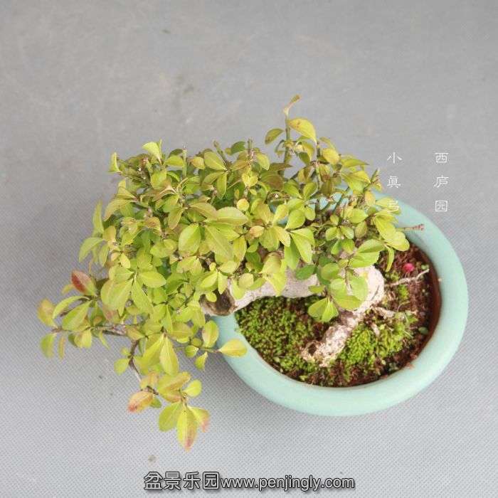 bonsai14082012.jpg