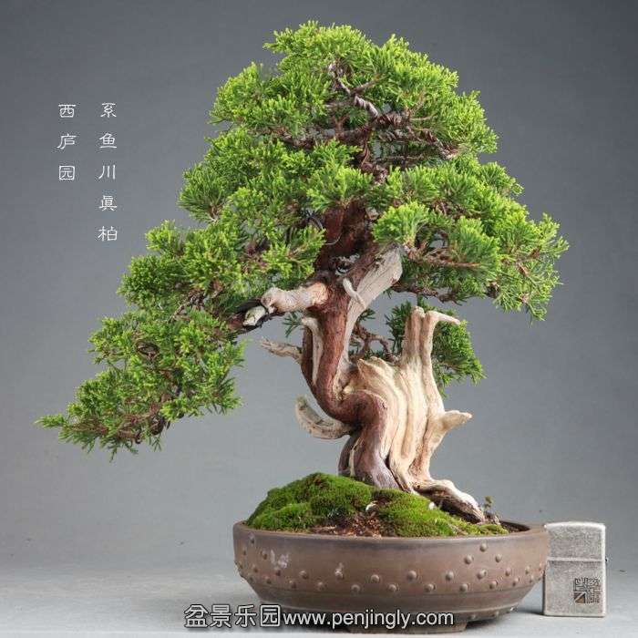 bonsai14082101.jpg