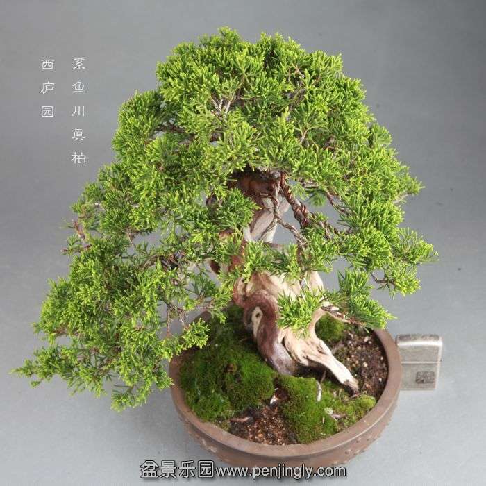 bonsai14082102.jpg