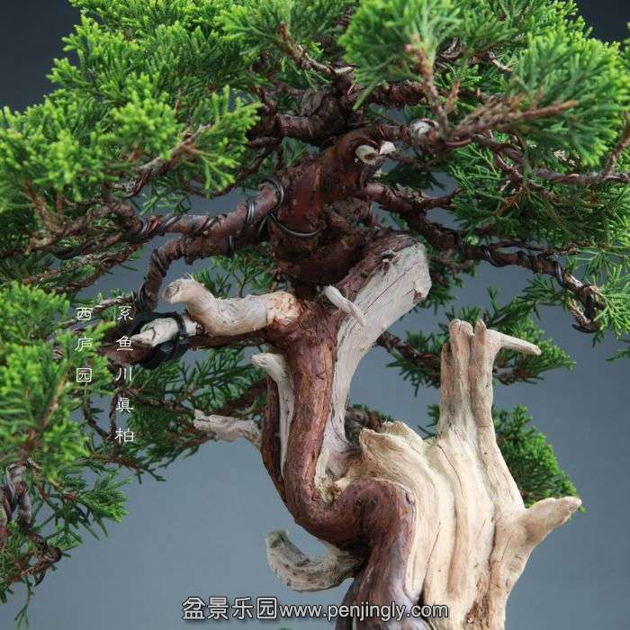 bonsai14082104.jpg