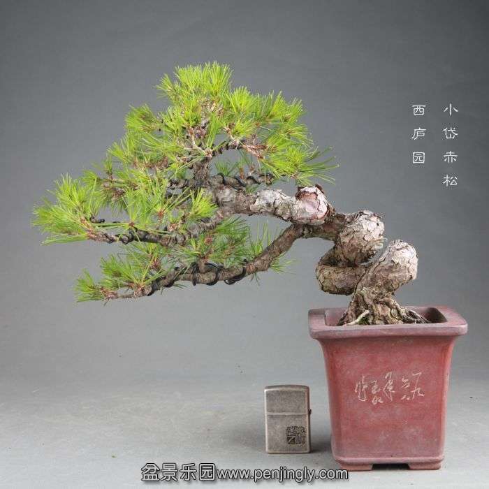 bonsai14082106.jpg