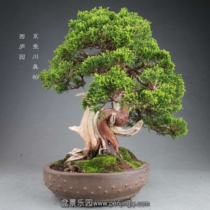 bonsai14082105.jpg