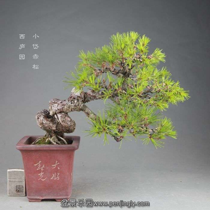 bonsai14082107.jpg