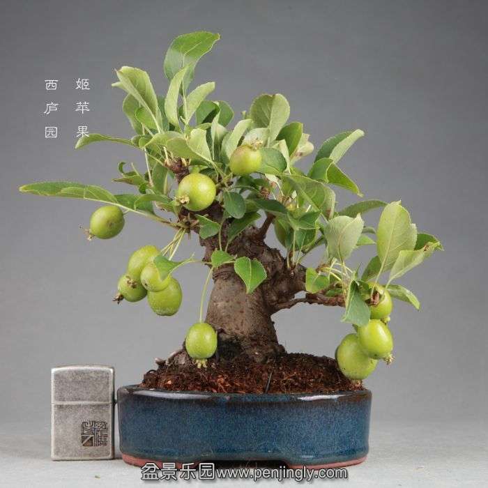 bonsai14082111.jpg