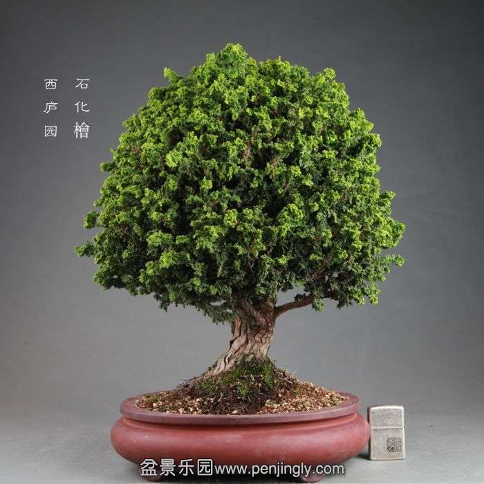 bonsai14082113.jpg