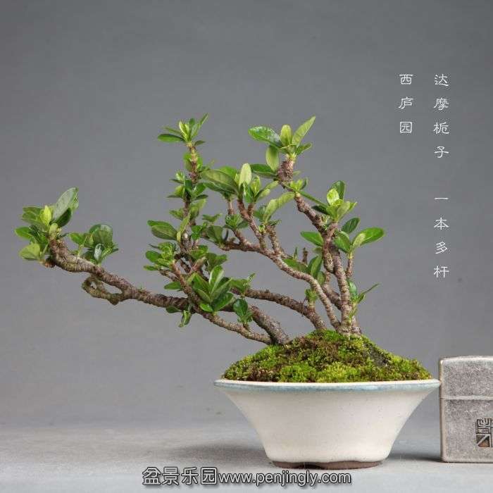 bonsai14082202.jpg