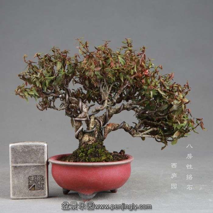 bonsai14082204.jpg