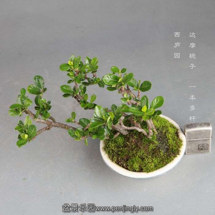 bonsai14082203.jpg