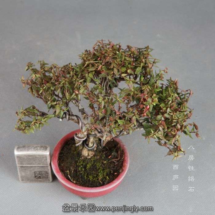 bonsai14082205.jpg