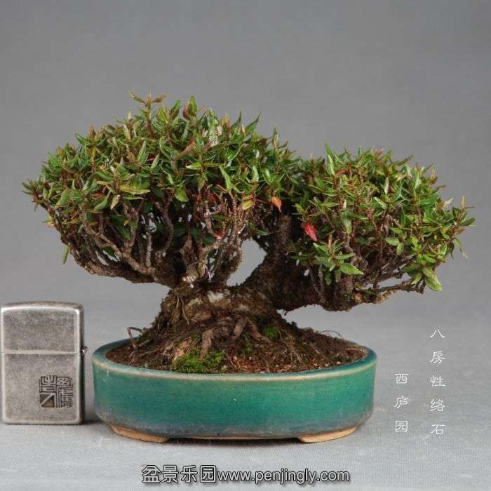 bonsai14082206.jpg