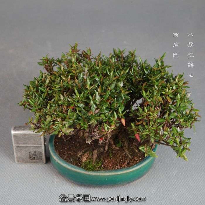 bonsai14082207.jpg